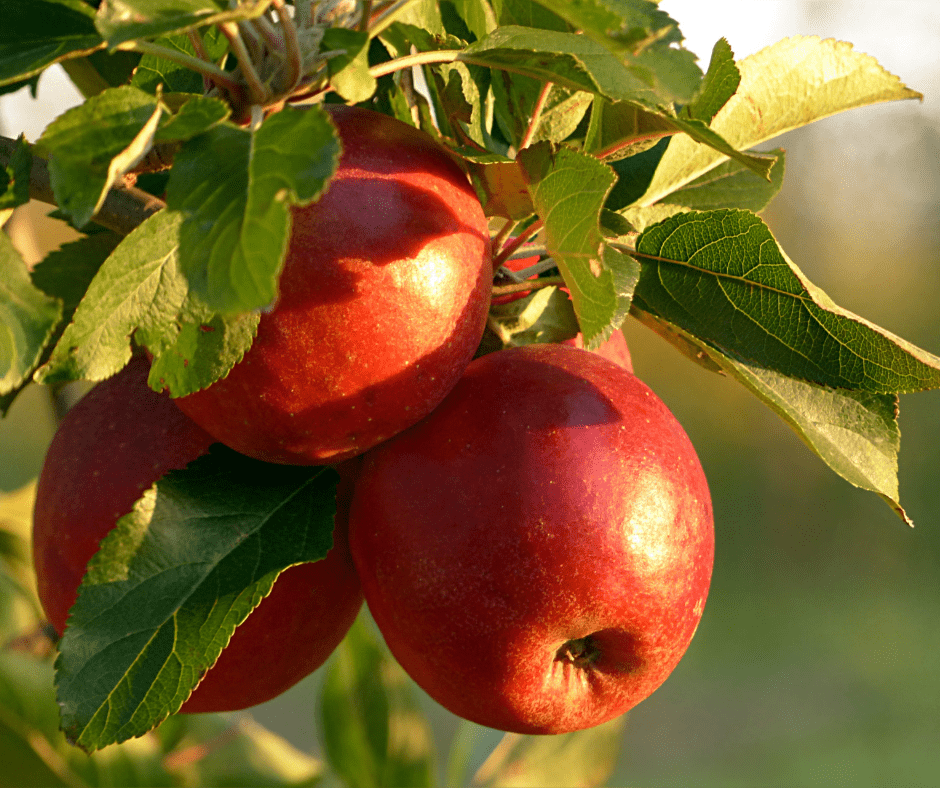 La saison des pommes est arrivée